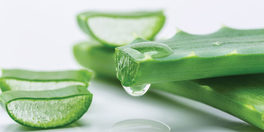 Aloe vera: For the skin and the immune system
